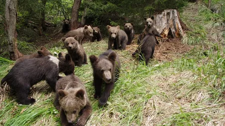 Legea care prevede că urșii pot fi împușcați și în afara localităților a fost trimisă înapoi în Parlament
