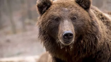 Mesaj RO-Alert la Sinaia: O ursoaică cu pui, în apropierea Castelului Pelișor
