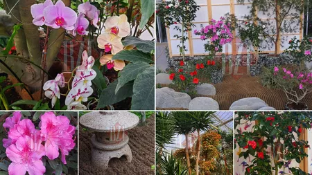 Grădina Botanică din Iași, punct de atracție din natură! Sunt expuse specii şi soiuri exotice - FOTO