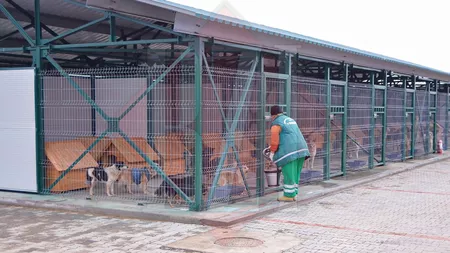 Trei firme vor să furnizeze hrană pentru câinii din padocul de la Tomești administrat de Salubris