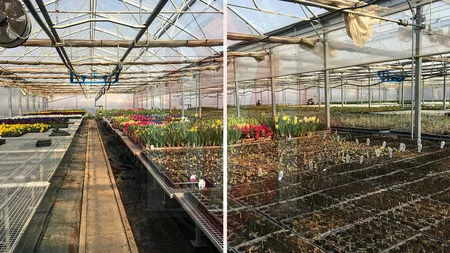 O firmă din Iași vinde turbă pentru flori în cadrul campaniei de primăvară a Primăriei