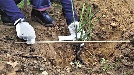 Sfaturi date de specialişti pentru plantarea trandafirilor. Iată care sunt paşii de urmat ca butaşii să se prindă