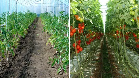 Ieșenii au depus cereri în programul ”Tomata”, termenul de înscriere fiind prelungit până la 1 aprilie 2022