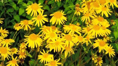 Arnica - Ce beneficii ne poate aduce această plantă medicinală