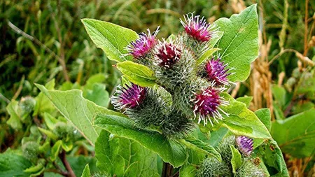 Frunzele de brusture - Leacul natural cu efecte miraculoase