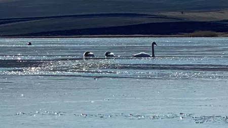 Pompierii ieșeni au intervenit pentru a salva mai multe lebede prinse în gheaţa de pe lacul Hălceni - FOTO, VIDEO