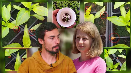 Producătorii Laura și Antim Nechifor, din Iași, folosesc buburuze pentru eliminarea dăunătorilor. Investiția este minimă, iar profitul - garantat. ”Se înmulțesc și rămân în grădină”