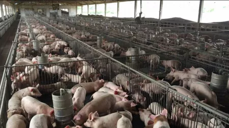 Crescătorii de porci și păsări din Iași primesc subvenții în valoare de 5 milioane de euro