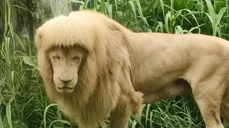 Îngrijitorii unui parc zoo din China, suspectați că au tuns un leu și i-au făcut breton