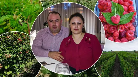 Rețeta succesului găsită de un producător de zmeură din Iași care nu găsește zilieri. „Au venit în plantație cu copiii, cu familia”