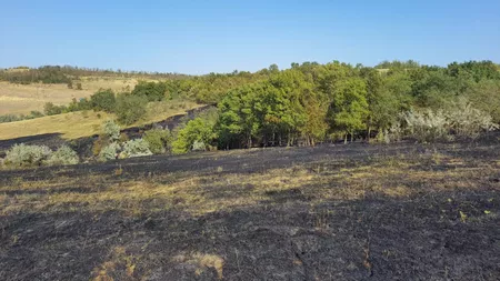 Incendiu de vegetație uscată în localitatea Bălțați. Au intervenit mai multe autospeciale - GALERIE FOTO