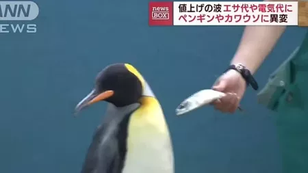 Pinguinii refuză să mănânce pește mai ieftin, după ce inflația a lovit acvariul din Japonia - FOTO, VIDEO