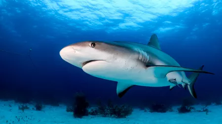 O femeie a murit în Egipt după ce a fost atacată de rechin