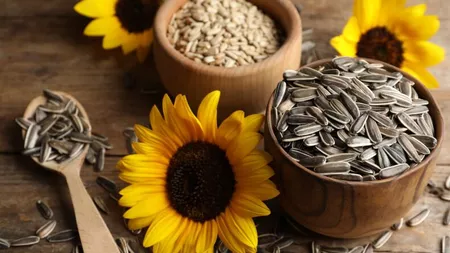 Efectele consumului de semințe de floarea-soarelui. Ce spun cele mai recente studii ale specialiștilor