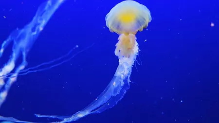 Ce pățești dacă te înțeapă o meduză. Regula pe care trebuie să o știi înainte de a merge la plajă