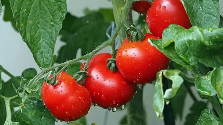 Bicarbonatul de sodiu, tratament-minune pentru tomate. Iată cum se prepară soluția împotriva bolilor foliare