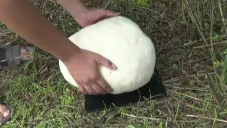 Ciuperci uriaşe de 3 kg în curtea unui gorjean: 