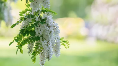 Florile de salcâm au numeroase beneficii pentru sănătate! Iată ce conțin și care sunt proprietățile lor