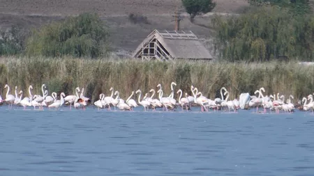 Sute de flamingo au migrat din Ucraina din cauza războiului și acum sunt pe lacul Goloviţa, în Tulcea