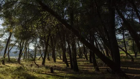 Pentru banii de pensie, şi-a ascuns mama moartă într-o pădure din Lugoj