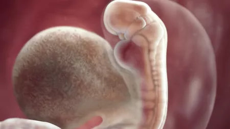 Embrion 5 săptămâni. Modificările care au loc în această perioadă