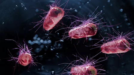 Distrugerea bacteriei E-coli. Când este necesar să apelezi la un medic după ajutor?