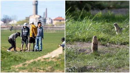 După ce au fost filmați în timp ce găteau șobolani, mai mulți vietnamezi au fost prinși la o vânătoare de popândăi în Timişoara - VIDEO