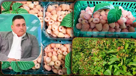 Zmeura de anul acesta este mare și aromată. Producătorii din Iași au livrat primele comenzi. „Fructele sunt mari și dulci” - FOTO/VIDEO