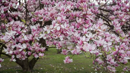 Magnolia: Când se plantează și cum să o îngrijești