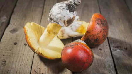 Ciuperci crăițe. Cum să le gătești pentru a obține niște mâncăruri savuroase
