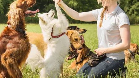 Trei instructori de dresaj canin își dezvăluie regulile de aur pentru educarea micilor companioni