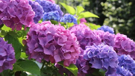 Hortensia are nevoie de o îngrijire specială! Iată câteva sfaturi și trucuri