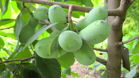 Ce gust are banana nordului. Paw paw poate fi cultivat cu succes și în România