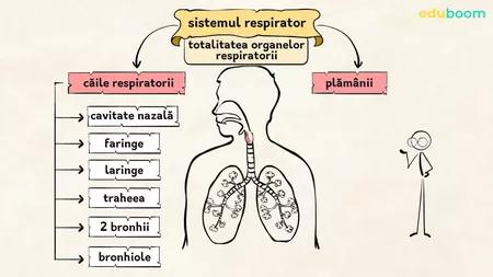 Care sunt căile respiratorii și ce rol au ele în organism