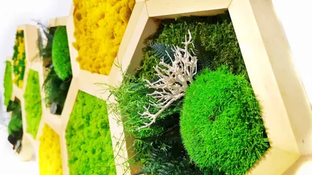 Cum să folosești lichenii decorativi pentru amenajarea casei tale? Idei pentru a crea un spațiu natural și relaxant