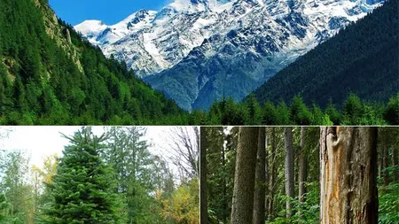 Iată toate informațiile despre pădurile de conifere! Unde se găsesc și ce animale se află în ele