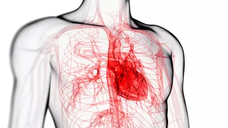 Medicamente din natură pentru circulația sângelui. Asigură o bună funcționare a întregului organism