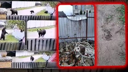 Panică într-o comună din Iași! O ursoaică și doi pui, filmați în timp ce se plimbă pe stradă! Ce recomandă autoritățile - FOTO/VIDEO