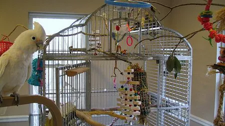 Cum alegem corect o colivie pentru papagali. Un criteriu important pentru sănătatea acestor păsări