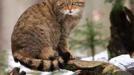 Lucruri mai puțin știute despre pisica sălbatică din Europa! Iată câteva curiozități