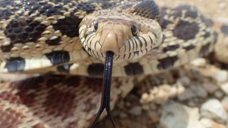 Cât de veninos este șarpele cu clopoței? Specia poate consuma 2 animale pe săptămână - FOTO