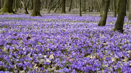Brândușa de pădure, floarea care anunță primăvara și care este sora românească a șofranului