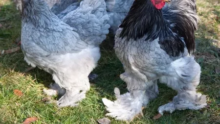 Cum putem îngriji rasa de găini Brahma  - FOTO