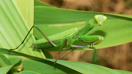 Călugărița insectă este periculoasă ?  Care este contribuția acesteia pentru ecosistemul nostru