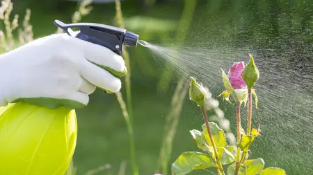 Insecticid natural pentru flori. Soluții eficiente pentru a ține departe dăunătorii de plantele tale