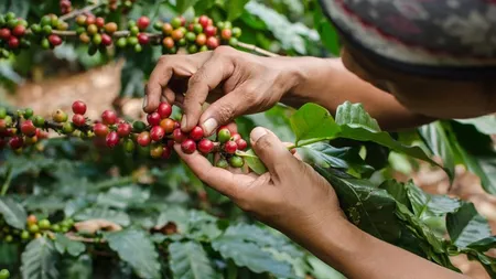 Prin ce se remarcă arborele de cafea? Condițiile de creștere a acestuia