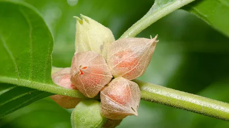 Ce beneficii are consumul de ashwagandha