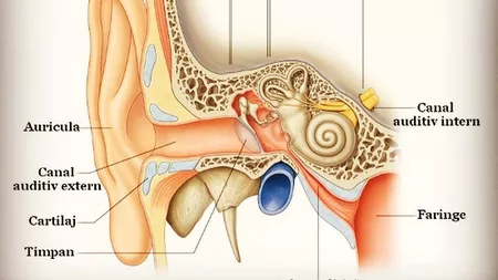 Boala Meniere afectează urechea internă! Modalități de tratament