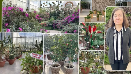 Expoziție spectaculoasă de plante exotice în Grădina Botanică din Iași! Poate fi admirată o specie japoneză pe care samuraii o detestau, deoarece o asociau cu ritualul Harachiri - GALERIE FOTO