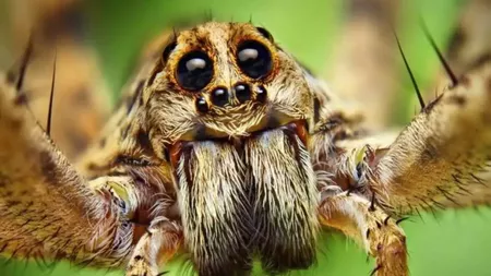 Specii de păianjeni veninoși din România. Din pânza lor se pot face echipamente de protecție militară
